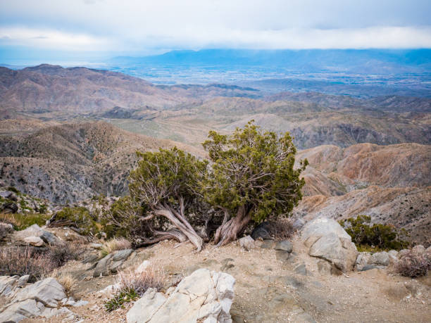 istock Small weathered pine tree on outlook over desert valley 1204510464