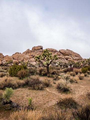 Joshua Tree in front of low rock formation under gray sky in Joshua Tree, CA, United States