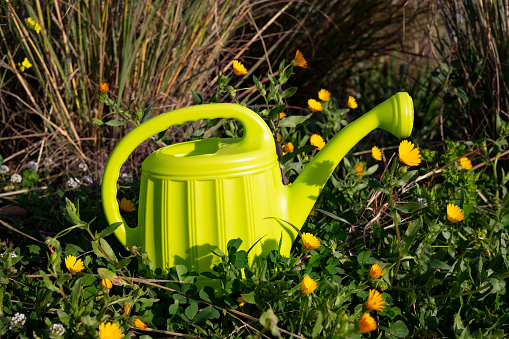 Green watering can next to some flowers in the countryside. in Barcelona, CT, Spain