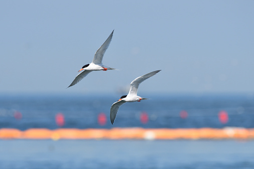 two Roseate Terns fly by the sea