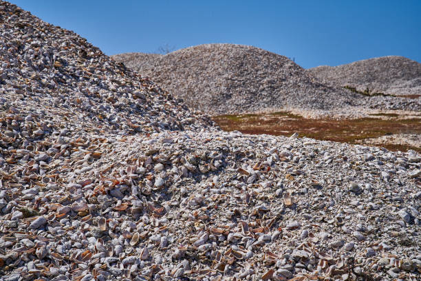 istock Pile of shells at the beach 1204516762