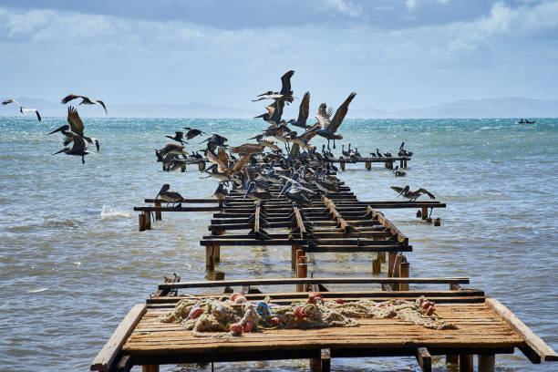 istock Seagulls and pelicans flying and posed in a abandoned dock. 1204516769