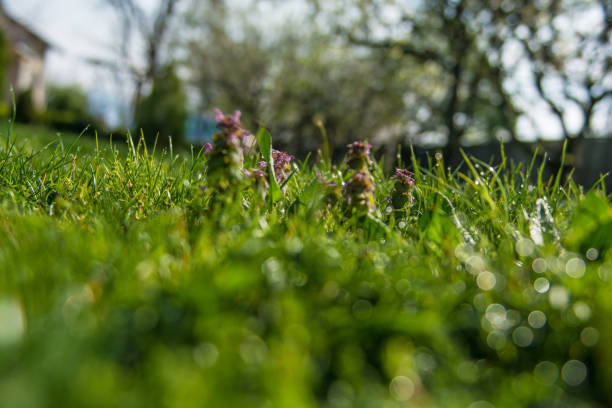 istock Water drops on a grass in morning 1204525363