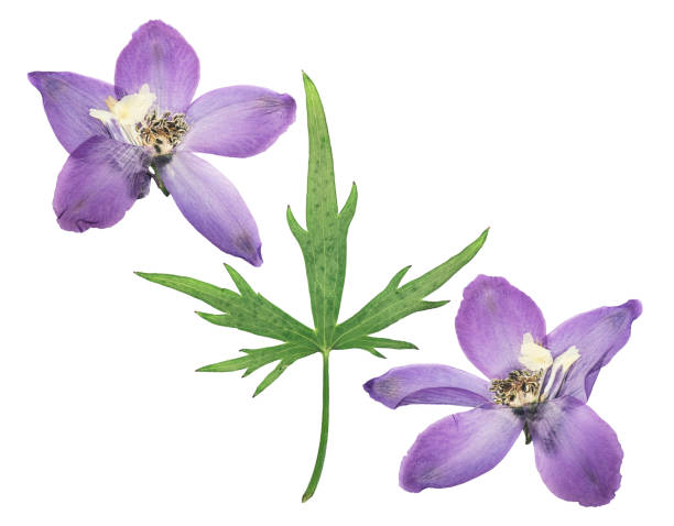 istock Pressed and dried delphinium flowers isolated on white background. For use in scrapbooking, floristry or herbarium. 1204530213