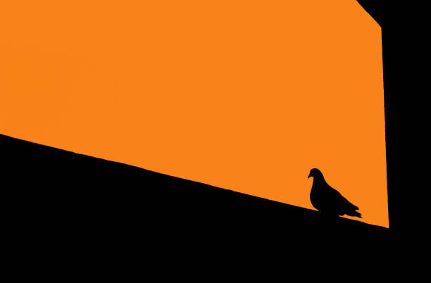 Silhouette of pigeon on ledge with orange background