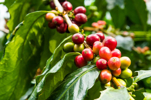 istock coffee tree with coffee bean on cafe plantation. 1204538052