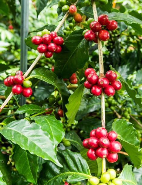 istock coffee tree with coffee bean on cafe plantation. 1204538879