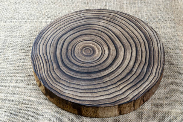 istock Tree trunk texture. Cross section of tree trunk, stump, isolated on Linen background 1204539958