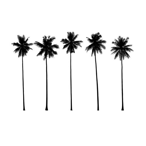 ilustracja wektorowa palm - thailand surat thani province ko samui coconut palm tree stock illustrations