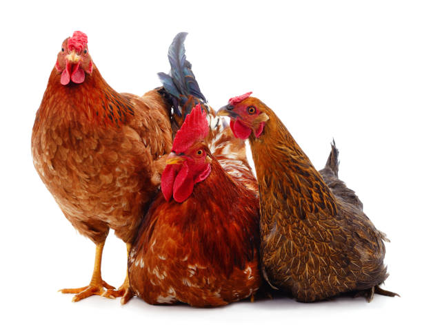 tre polli marroni. - chicken friendship three animals color image foto e immagini stock