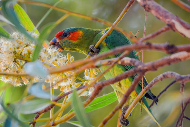 istock Musk Lorikeet feeding on flowering gum nectar 1204542633