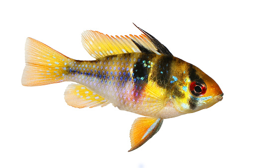 German Ram cichlid Mikrogeophagus ramirezi aquarium fish Female