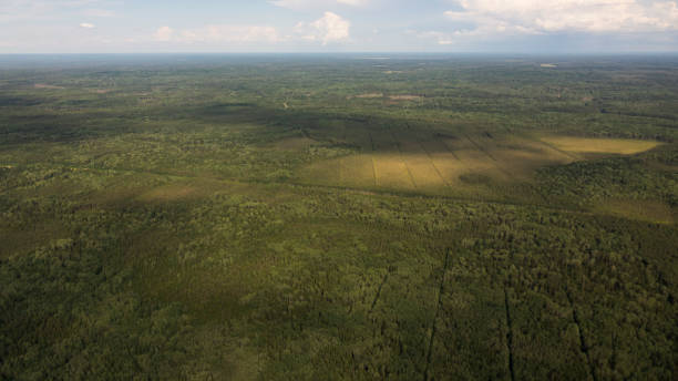 istock Delta river and pine forests from a bird's eye view. 1204544631