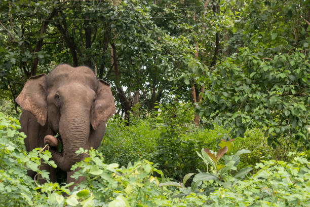istock Elephas Maximus indicus or Indian Elephant on the Bush 1204544878