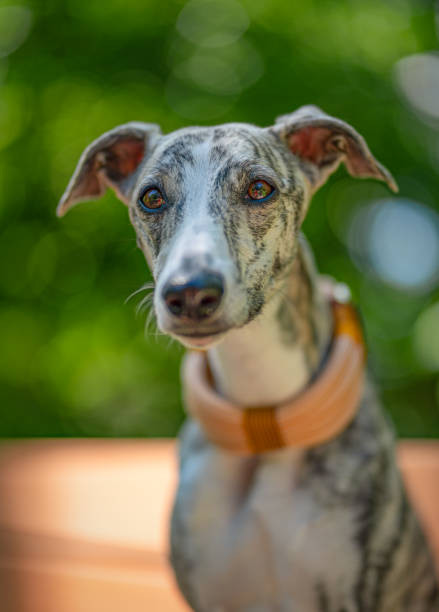 istock Greyhound - Portrait of a Pretty Whippet 1204545672