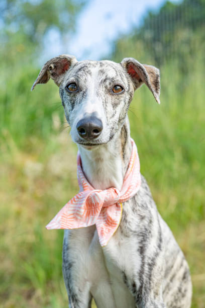 istock Greyhound - Portrait of a pretty Whippet bitch 1204545710