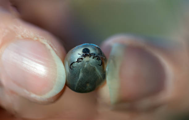 istock Close-up, tropical thick hyalomma tick held between 2 fingers 1204545751