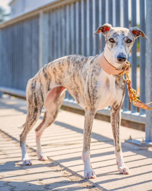 Greyhound - Portrait of a pretty Whippet bitch stock photo