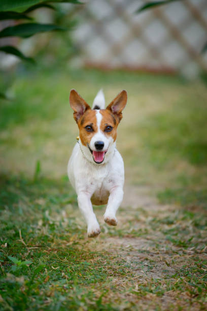 istock Jack Russell Terrier dog running and jumping in the backyard. 1204545770