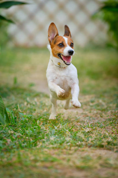 A small dog with brown and white fur is running energetically down a dirt path surrounded by fallen leaves in a wooded area during early autumn.