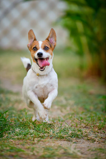 istock Jack Russell Terrier dog running and jumping in the backyard. 1204545775