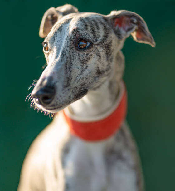 greyhound - portrait of a pretty whippet bitch - sight hound imagens e fotografias de stock