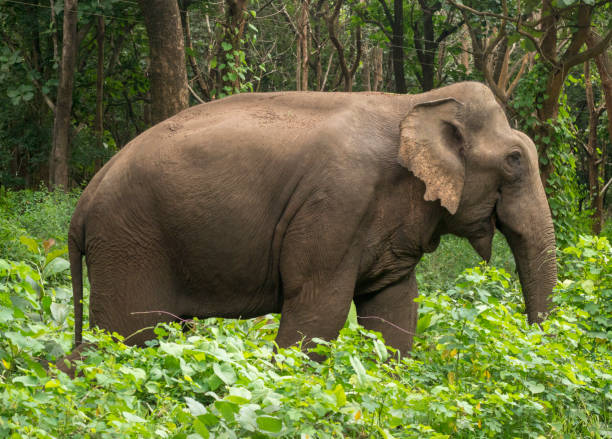 istock Elephas Maximus indicus or Indian Elephant on the Bush 1204545869