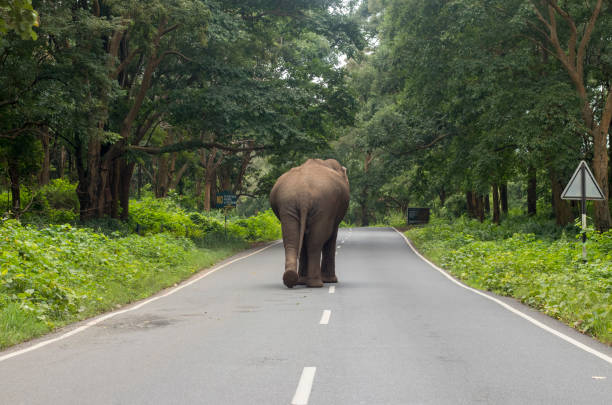 istock Elephas Maximus indicus or Indian Elephant on the Bush 1204545899