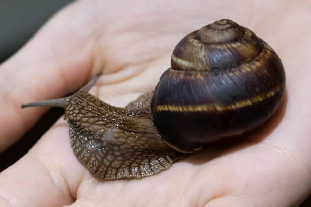 istock Close-up - snail creeps on a palm 1204545933