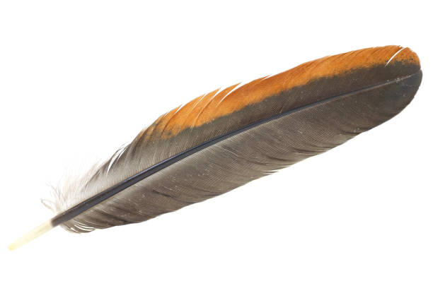 istock black and brown feather isolated on white 1204548235