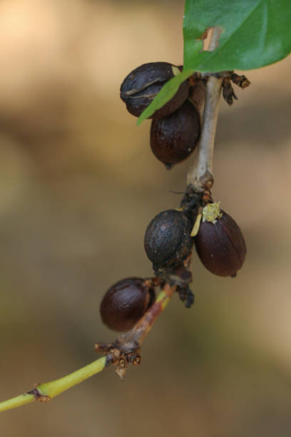 istock Seeds Arabica coffee on the tree 1204548957