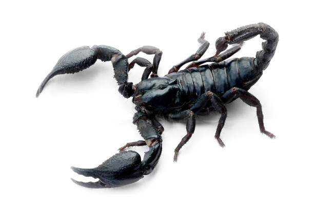 istock Scorpion isolated on white background, Poisonous animals 1204549277