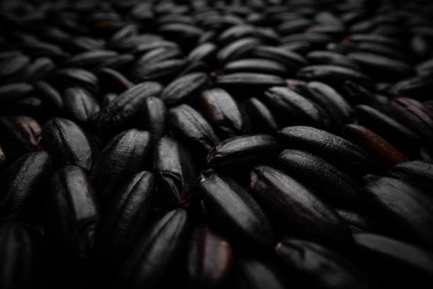 Black rice macro close-up. Ingredients macro elements.