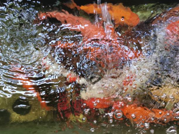 istock Blur the carp in the pond 1204549962
