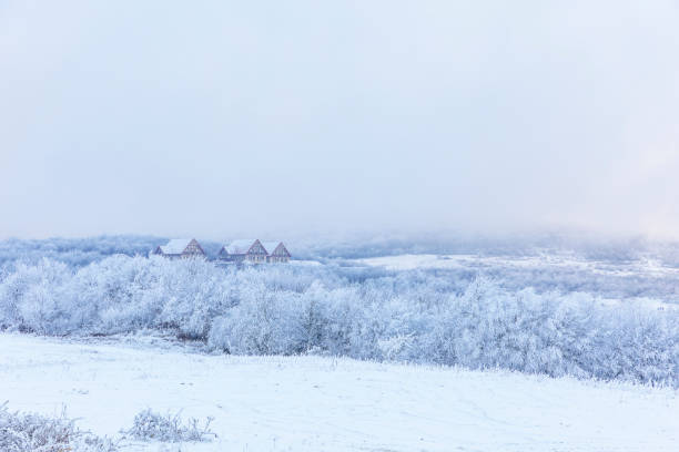 Frozen trees and bushes in the mountains