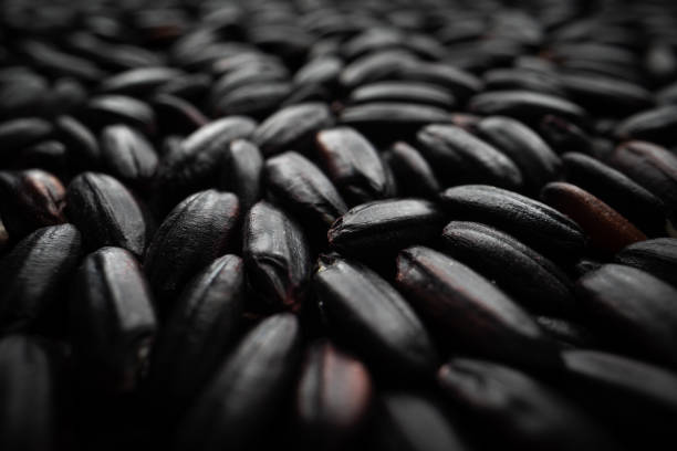 Black rice macro close-up. Ingredients macro elements.