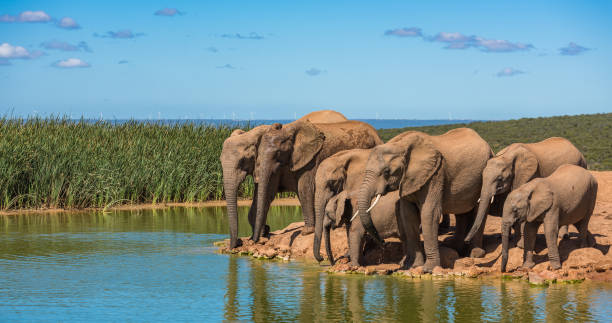stado słoni w otworze wodnym, republika południowej afryki - addo south africa southern africa africa zdjęcia i obrazy z banku zdjęć