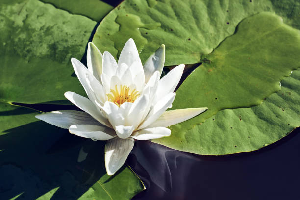istock White water lily in the river. 1204554952