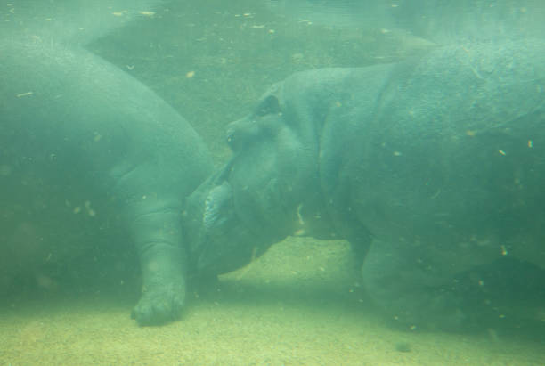 istock Under water hippo, selective focus on hippo, dirty water 1204554953