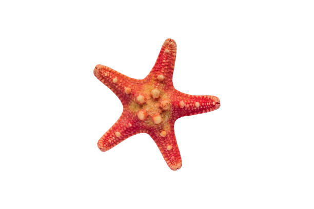 istock Red starfish isolated on white background with clipping path 1204555048