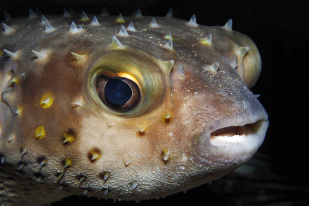 istock Cyclichthys spilostylus EG-53 1204556044