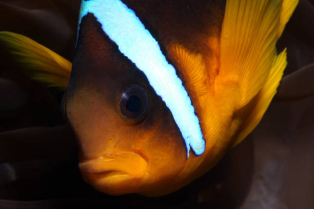 istock Amphiprion bicinctus EG-255 1204556047