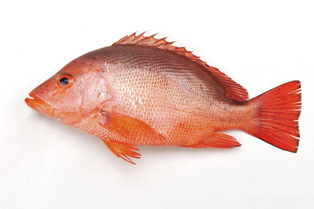 istock Lutjanus erythropteruson the white background 1204556067