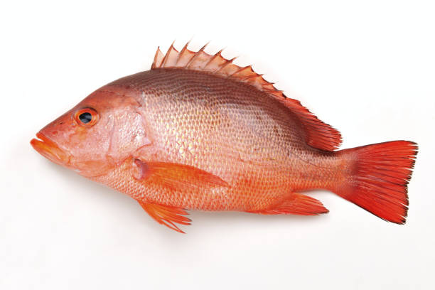 istock Lutjanus erythropteruson the white background 1204556092