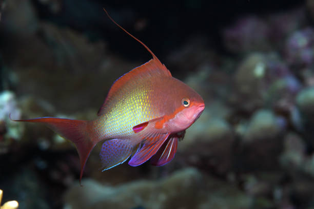 istock Pseudanthias squamipinnis EG-078 1204556109