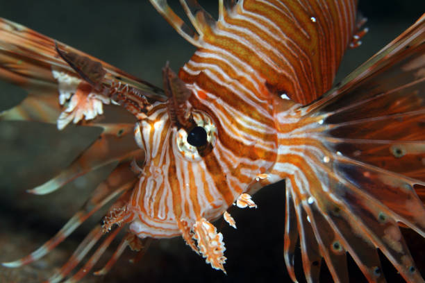 istock Pterois miles EG-285 1204556123