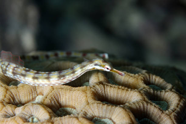 istock Corythoichthys flavofasciatus EG-38 1204556139
