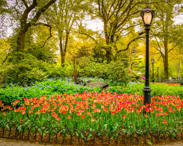 istock Flower bed in Central Park in New York in spring 1204556522