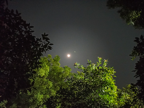 The full moon is seen in the sky surrounded  by the leaves