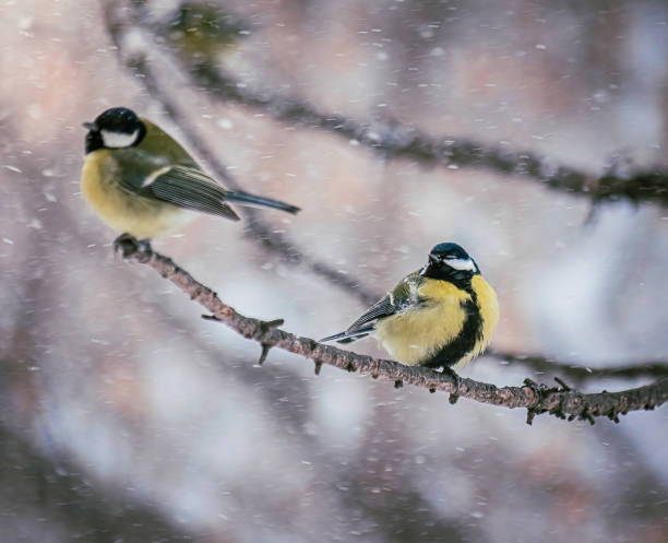 istock Titmouse on a snowy winter day 1204558999